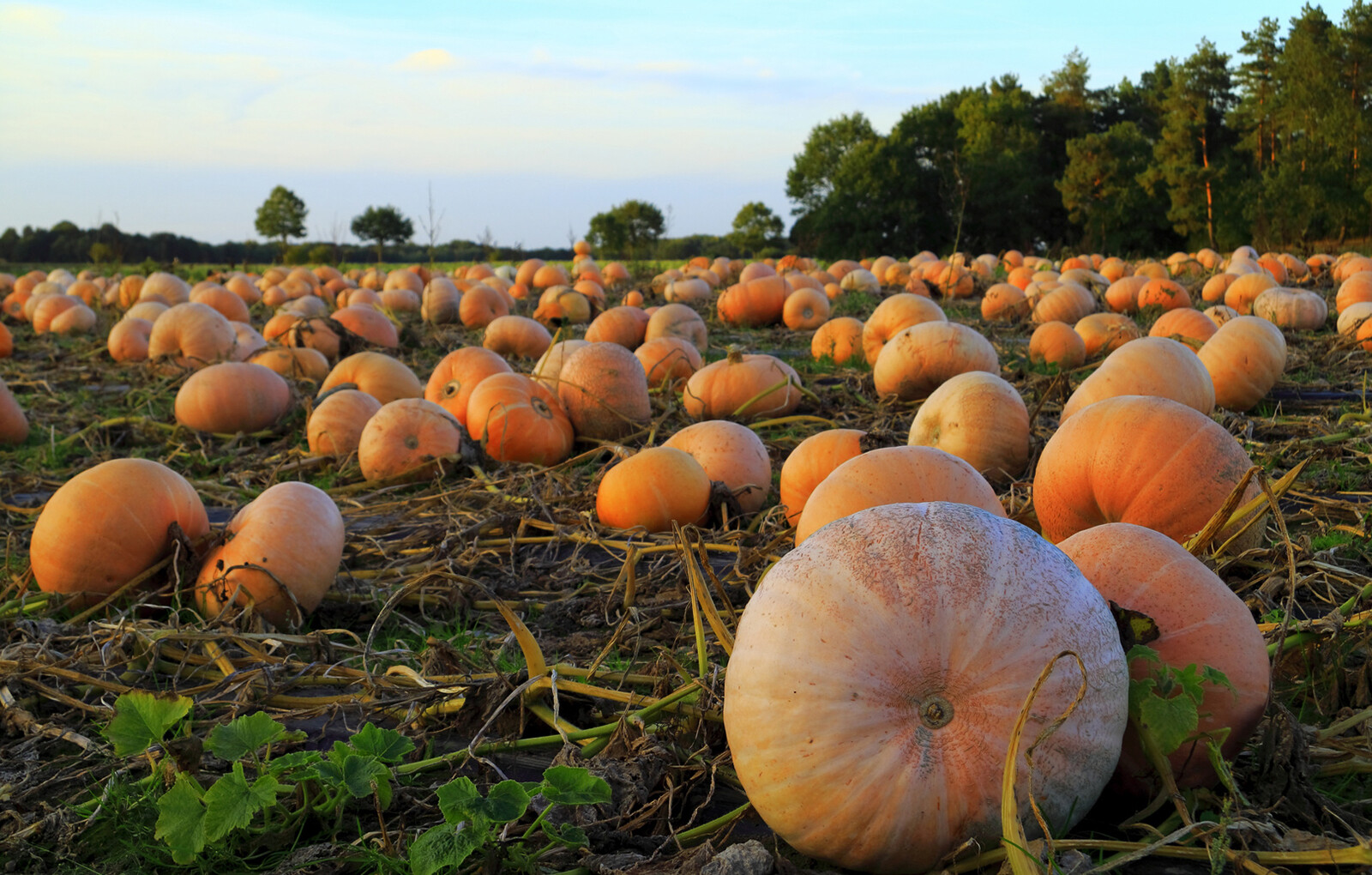 Kürbisfeld